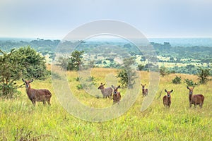 Waterbuck Kobus ellipsiprymnus grazing on aÃ‚Ã‚Â  green arid bush veld plain, Uganda